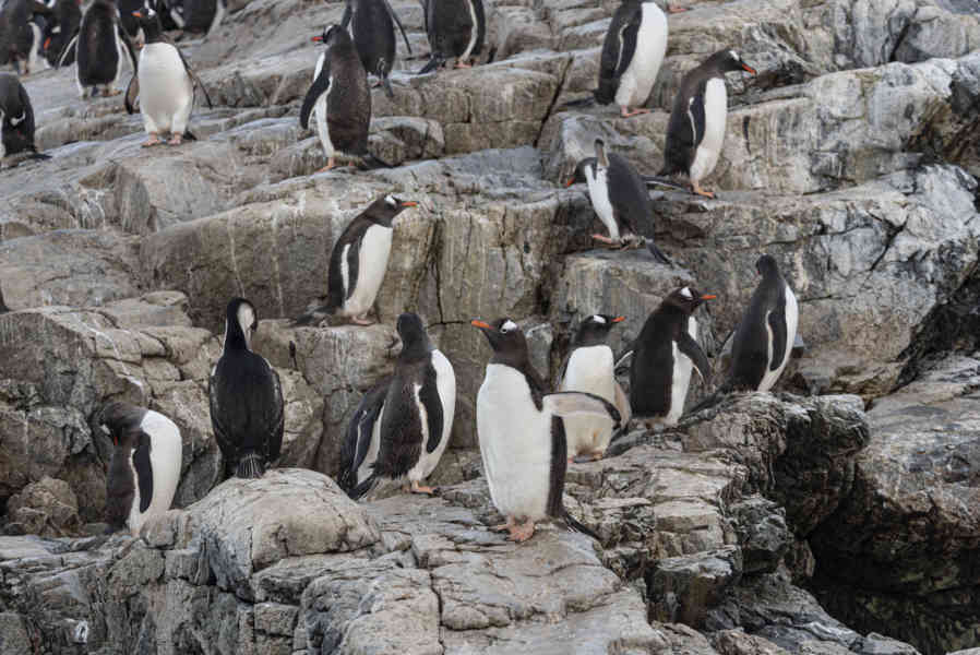 Pingüino Papua o Gentoo - Antártida 02.jpg